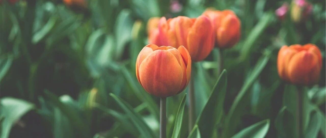 In the tulip planting season, 50 tulips are stunning, each with a unique name!