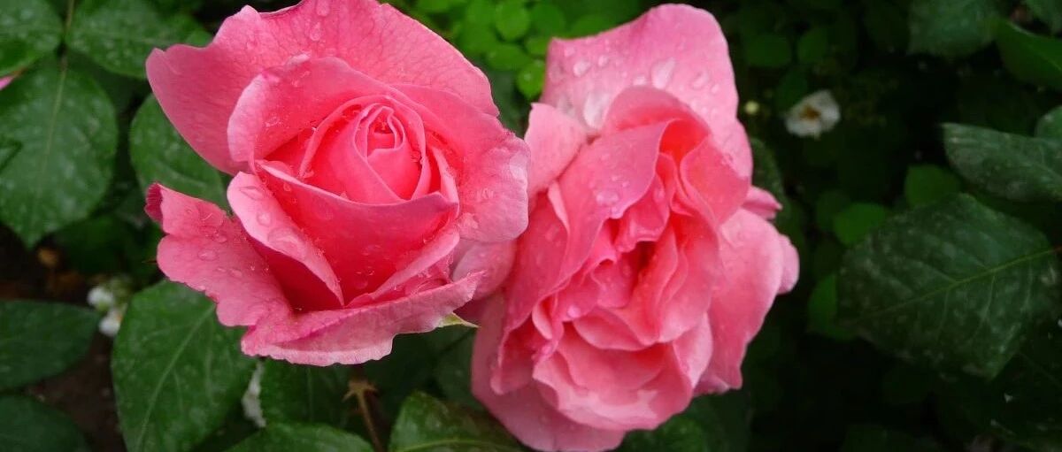 Variety Encyclopedia | Introduction to 40 large-flowered rose varieties 2, each flower diameter is 10 cm +, it would be a pity not to understand