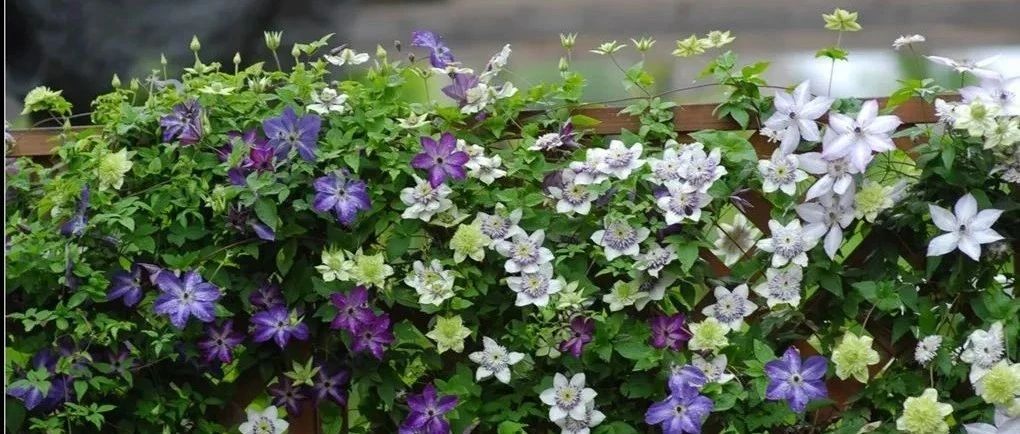 30 good-looking "fairy clematis" with a long flowering period, don't miss it for those who are flower controllers and handicapped people