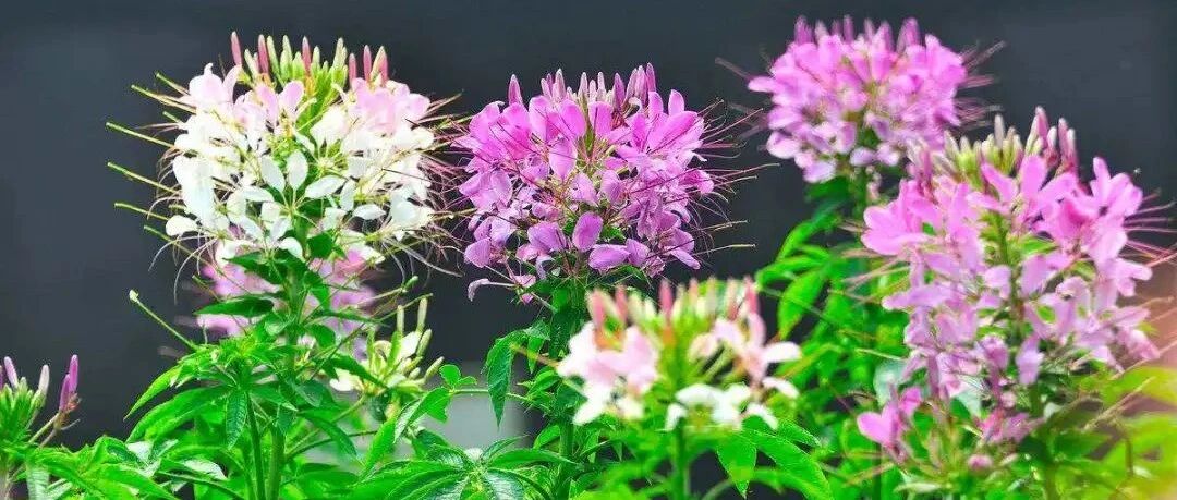 Plant World | If you think grass and flowers are not beautiful enough, it must be that you don't know them enough