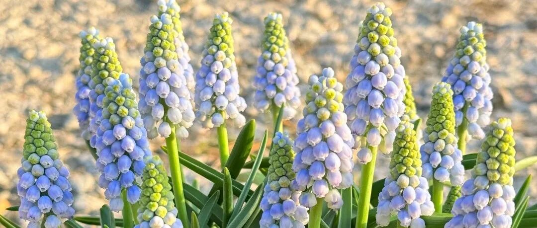 30 kinds of "hard life" flowers are beautiful and easy to raise. Any one of them can help you wash away the shame of "flower killer", especially suitable for disabled parties and novices!