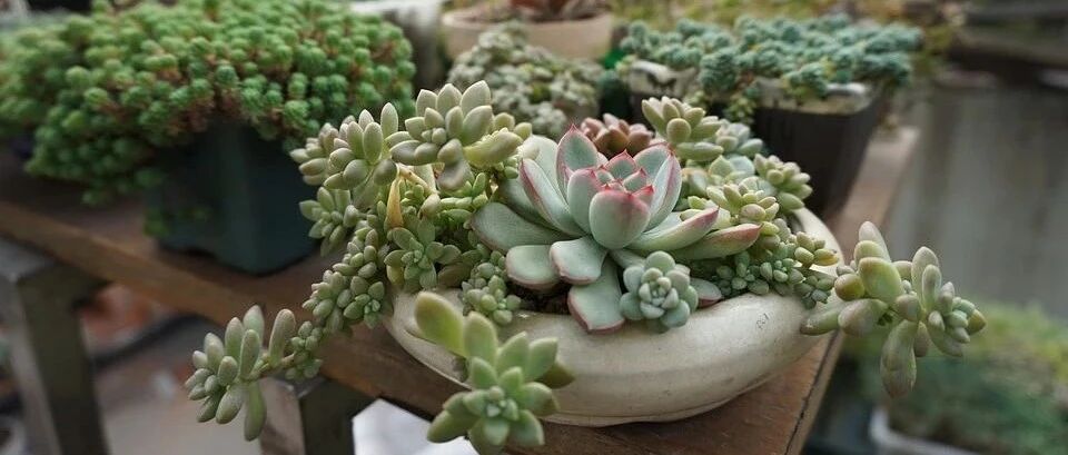Variety Encyclopedia | Introduction to 50 succulent varieties 2 (with physical pictures), one is more fleshy, cute and individual than the other