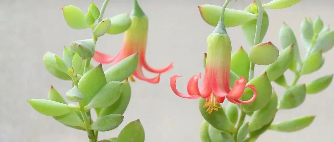 World of plants Who said succulents are just cute? 40 fleshy flowering high-definition beautiful pictures are blind. How many have you seen? Which one is your favorite?