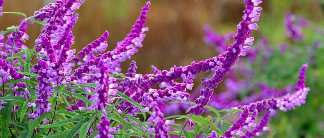Taking stock of 30 sage varieties | The strongest flower glass material. I once thought it was a stand-in and imitator of lavender. After learning about its family, my understanding exploded