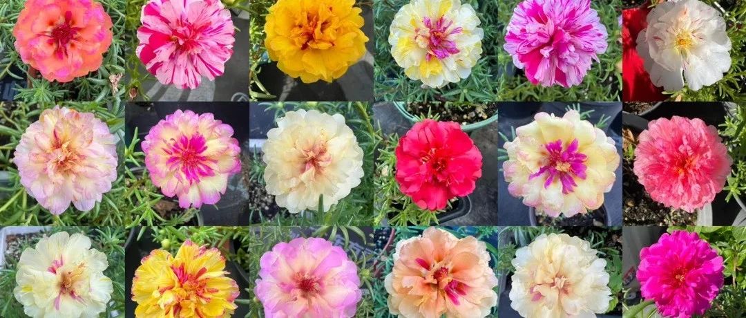 Take stock of 30 double-petaled sunflower varieties, the most complete introduction of sunflower varieties on the whole network (with big sticker pictures), don't miss it.