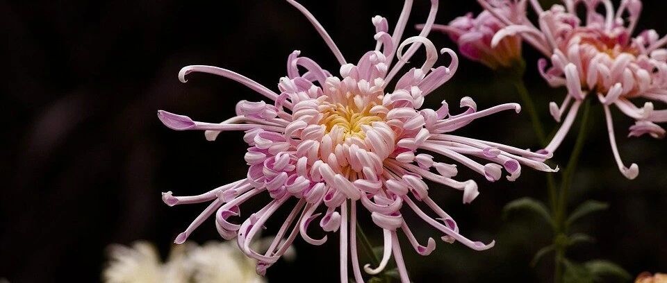 Appreciation of beautiful pictures | Appreciation of chrysanthemums during the Double Ninth Festival, high-definition beautiful pictures that fall at a glance, too! Hua! beauty
