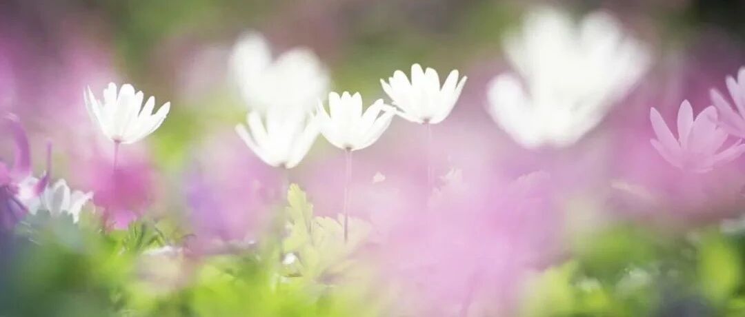 Miscellaneous talk about raising flowers | If flowers also have seven emotions and six desires, their thoughts are also varied...