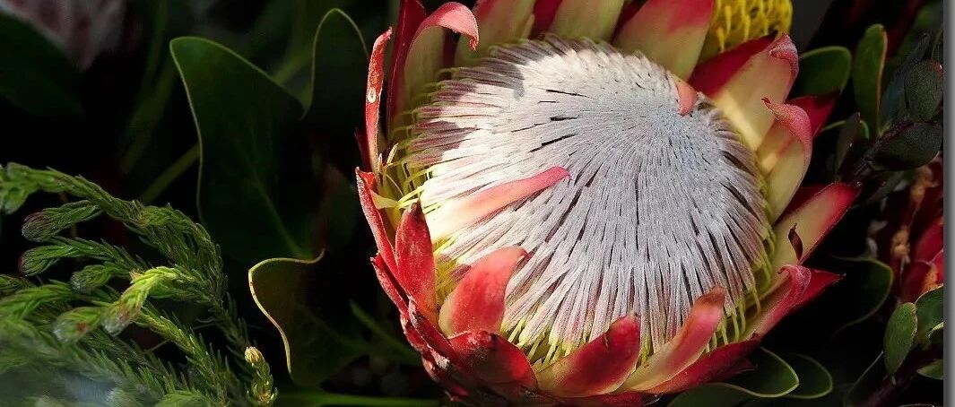 The world of plants sees strange flowers. It's really a long time to see you! You probably haven't seen any