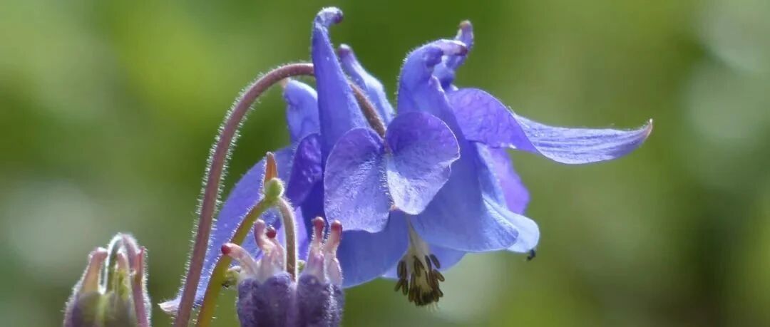 Plant World | Beautiful flowers delayed by names, don't let their beauty drown in common names