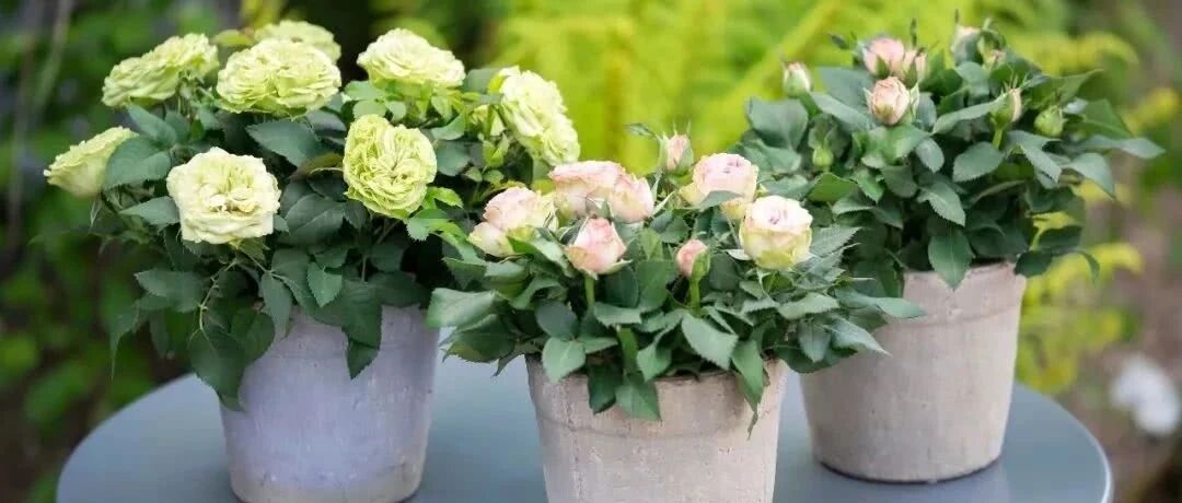 Variety Encyclopedia | Introduction to 50 miniature rose varieties 1 (with physical pictures), do you know any