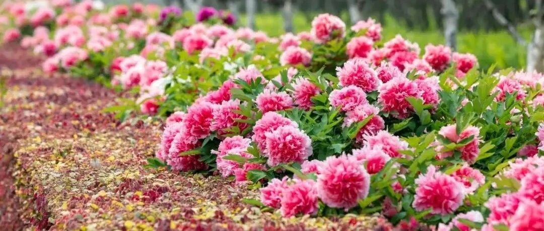 April peony season, an article to understand the new treasures in peony