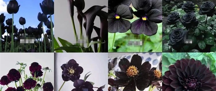 Taking stock of the dark forms of 30 flowers | The legendary "black beauty" among flowers, the rarity of flowers is comparable to that of giant pandas