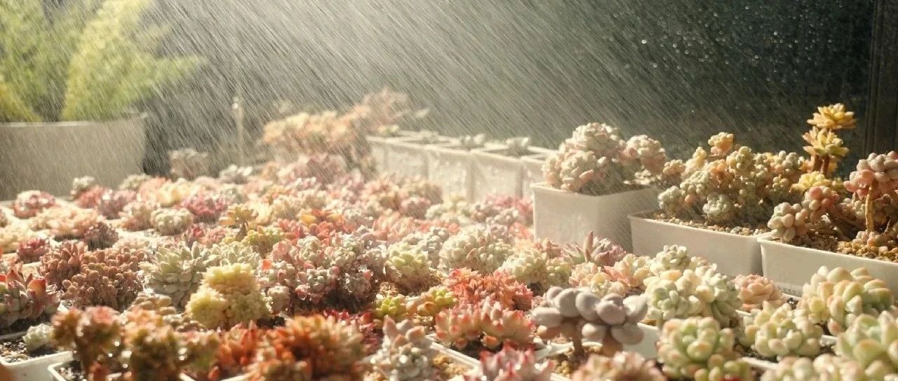 How wonderful is the "harem" in the succulent world? Countless beauties, first love, Cinderella &hellip; all in it!!!