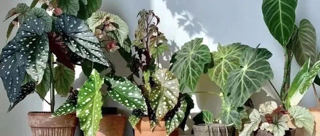 Take stock of 30 begonia varieties (2) All-black begonia, glowing begonia, silk-textured begonia... long eyes! Eyes grow