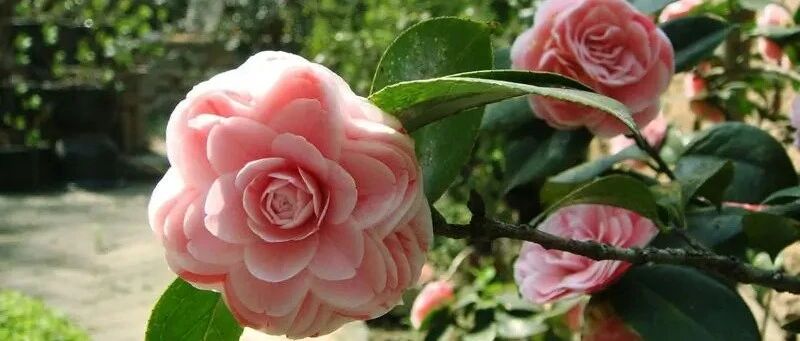 Take stock of 30 varieties of camellia, each of which has its own characteristics. Which one is beautiful to your heart?
