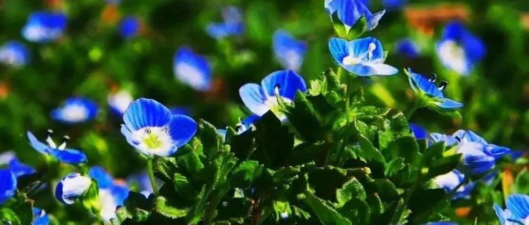 Plant World | 30 blue flowers, as bright as stars, as elegant as the sea, the sea of stars in the flower world