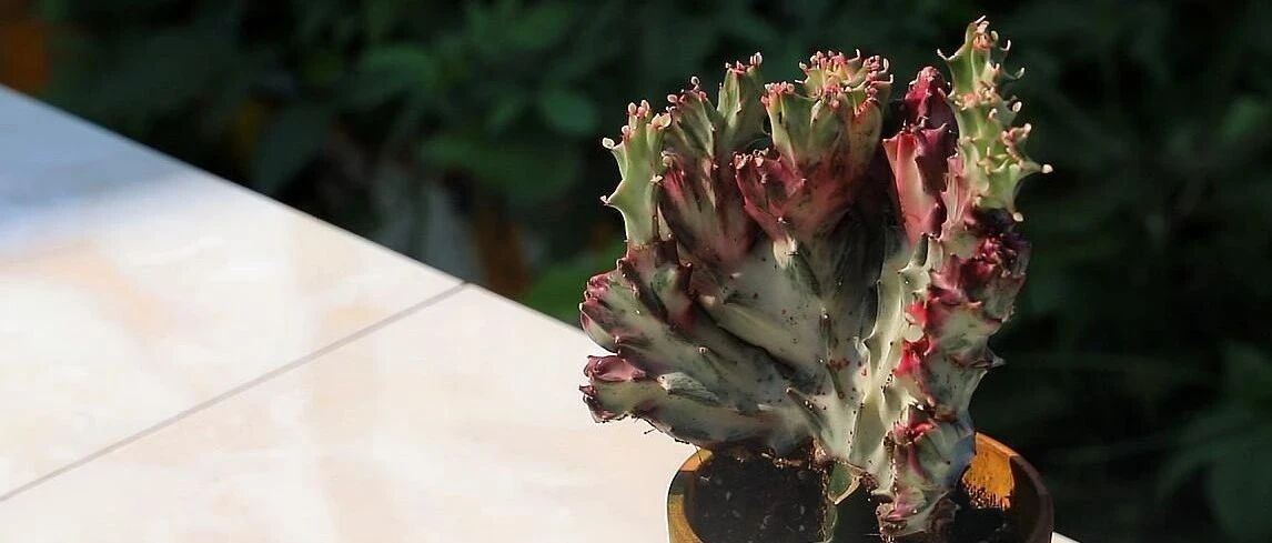 Nearly 30 unicorn varieties are gathered! You know what? The "tough guy" in succulents also has many faces...