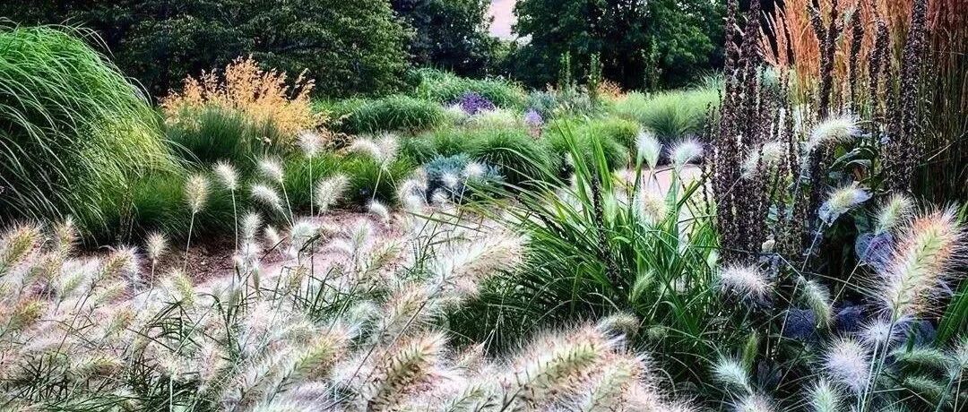 Practical sharing | Really planted with grass, 28 ornamental grasses have a strong aesthetic and literary flavor, must-have for gardens
