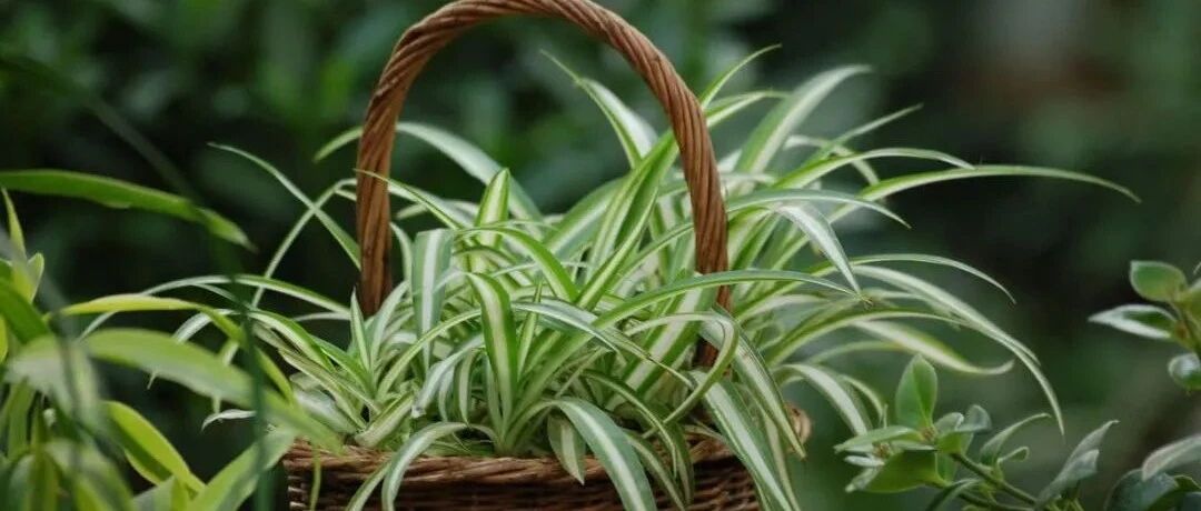 Plant world | Those flowers called "spider plants" are silly and indistinguishable, but they are all fresh and lovely