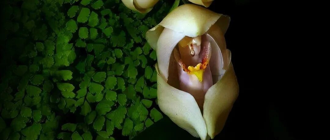 Take stock of 30 strange orchid varieties, like devils, like angels, like dancers, like naked men, like slippers, like buckets... There is always one that will shock your chin