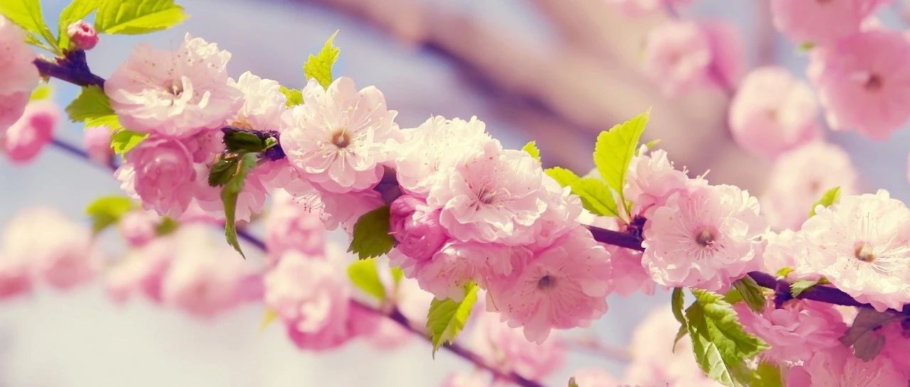 Inventory of 30 cherry blossom varieties (2) Grasp the tail of spring, enjoy cherry blossoms, and get obsessed...