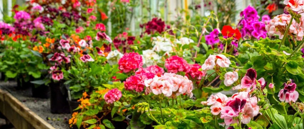 Inventory of 30 geranium varieties (2) They are all geraniums, but they are different geraniums! How many do you know?