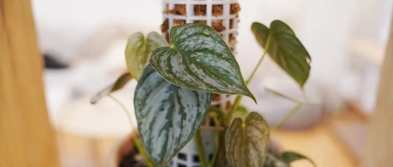 Internet celebrity foliage plant-vine green velvet is here! More than 30 varieties are released, quickly collect...