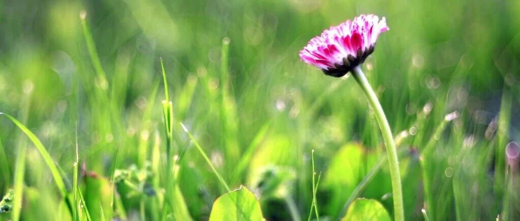 How did the 30 king flowers counterattack from weeds and roadside flowers into "group pets"? After the "makeover", they completely shocked my chin...
