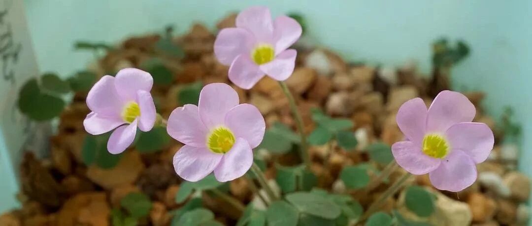 Practical sharing | Beautiful bulbous flower collection, each one is beautiful! Don't miss "bulb control"