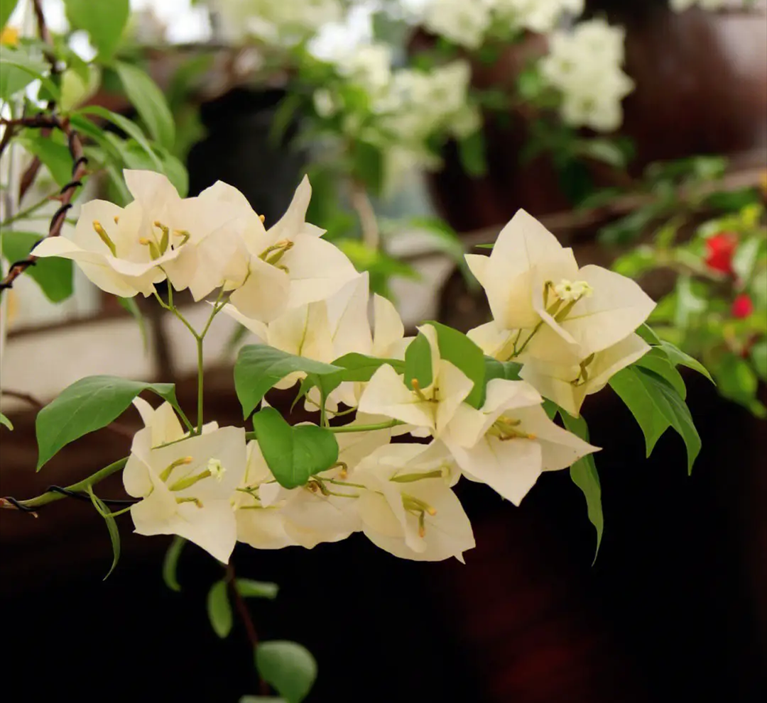 Take stock of 30 online celebrity bougainvillea varieties, each beautiful and beautiful. Is this still the bougainvillea we know?