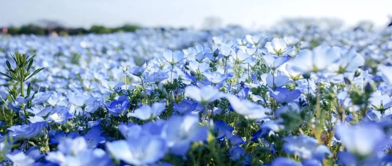 30 "modest" flowers that call themselves grass. Do you think they are ordinary? Don't be deceived, all the beautiful people don't pay for their lives!