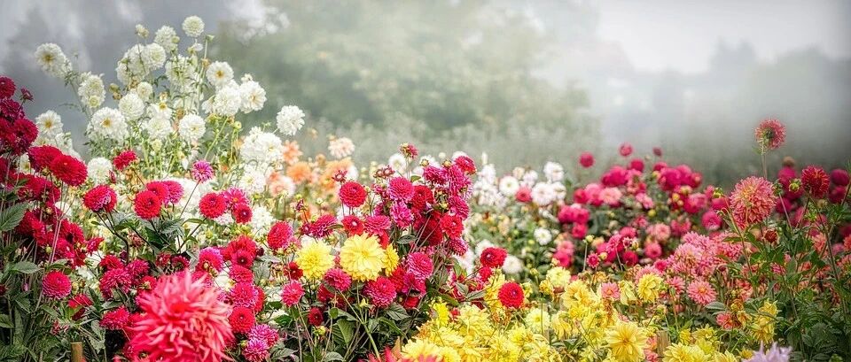 Noble, gorgeous and colorful dahlia varieties are here. Each one is beautiful to the extreme. Do you know anything?