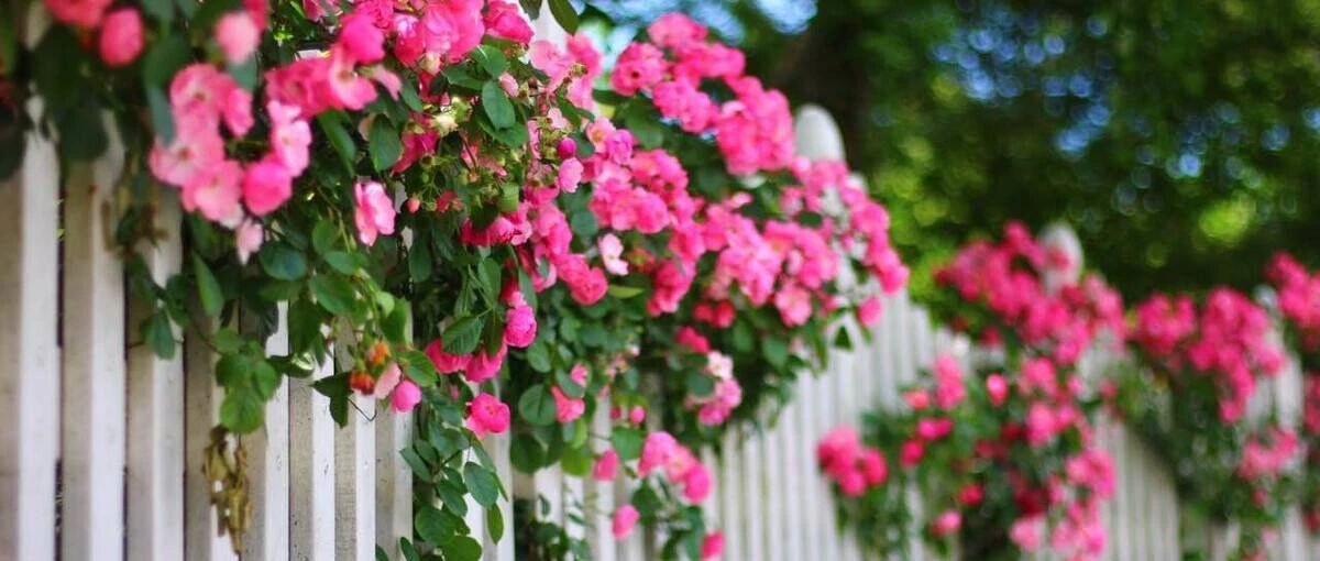 Practical sharing | 40 kinds of flowers can be called "flowering model workers", with large flowers and long flowering period. With a little attention, they can bloom all year round