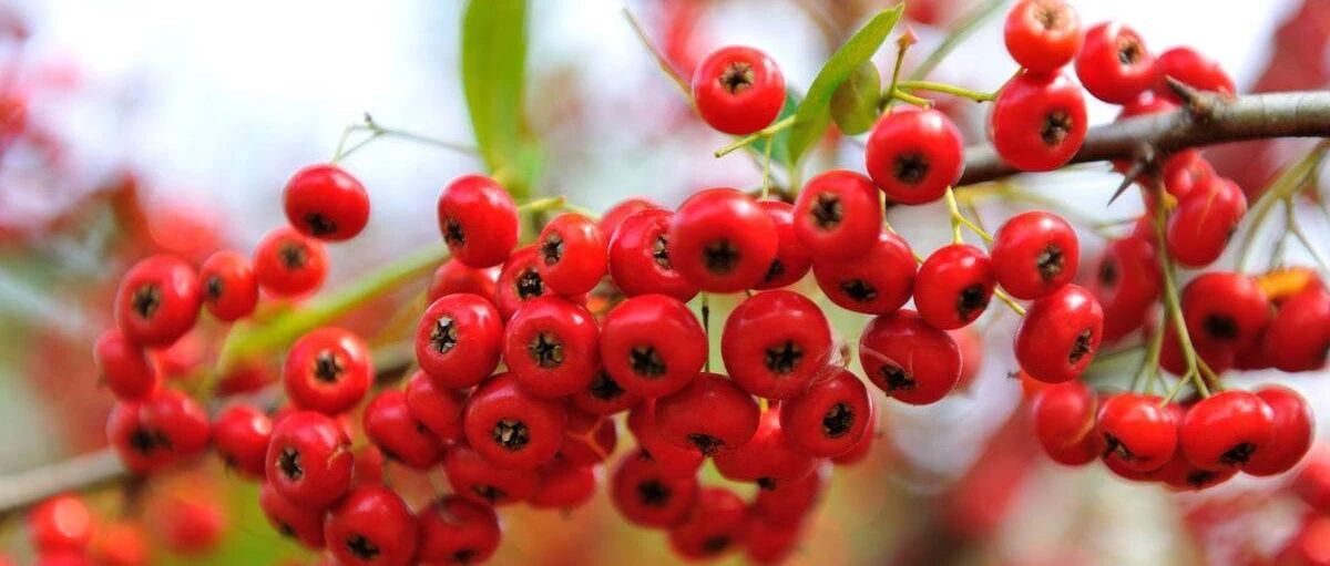 40 kinds of wild fruits common in rural areas, some are delicious, some are highly toxic, some are beautiful and can be used as potted plants... full of childhood memories