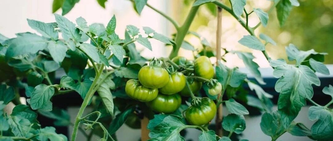 30 vegetable varieties suitable for balcony planting are recommended for you. From now on, you can't finish eating vegetables by picking them instead of buying them