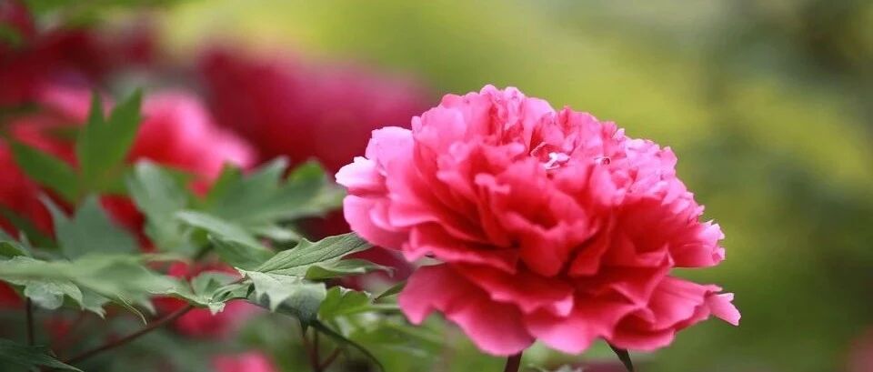 Variety Encyclopedia | When planting peony in autumn, you must first understand peony. 30 classic peony varieties are beautiful!