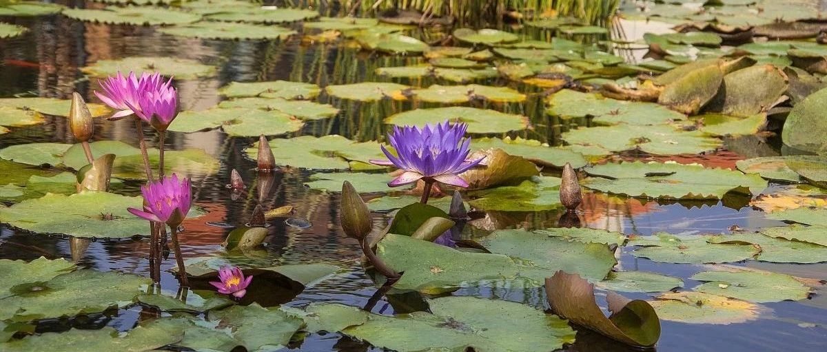 Take stock of 30 varieties of water lilies. The summer solstice has not yet arrived, but water lilies have arrived-a limited romance exclusive to June will take you to know the beautiful members of the water lily family!