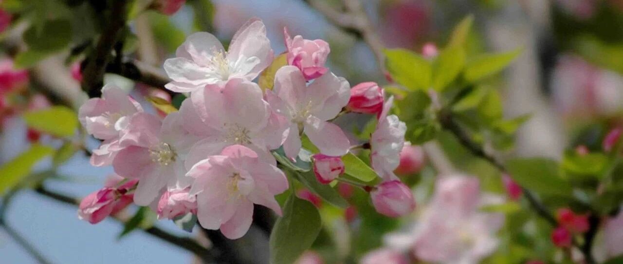 Take stock of 30 varieties of crabapple flowers spring after spring, crabapple remains the same! Red as fire, pink as cheeks, white as snow...