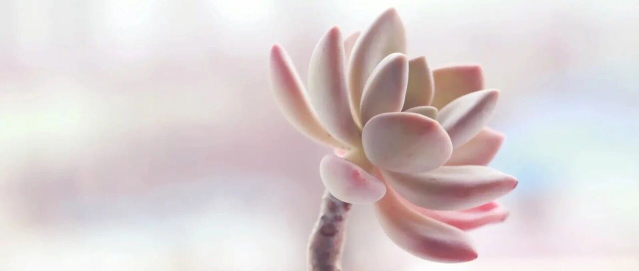 A collection of 30 online celebrity succulents, all of them are so beautiful that they fall in love at a glance...