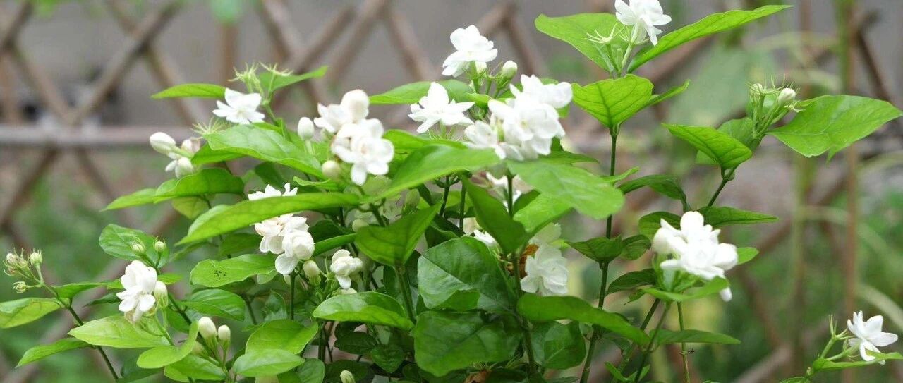 There are nearly 30 flowers named after jasmine in the world, some of which are real jasmine and some of which are fake jasmine. Have you been fooled?