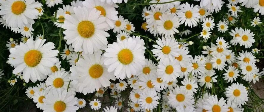 Plant World | I like the flowering season of chrysanthemums, fresh and beautiful Compositae herbal flowers, plant them if you like them