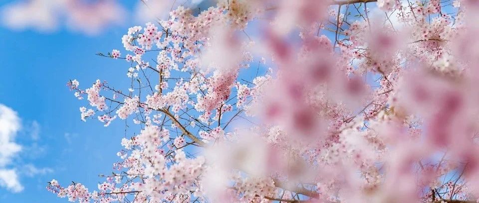 Practical sharing | Introduction to 30 large flowering tree species (trees), white flowers like snow, yellow flowers like sun, red flowers like clouds... How many do you know?