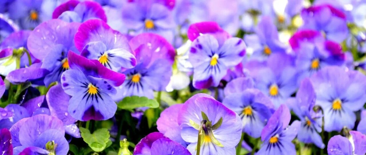 The "Flower-faced Cat" award in the flower world! A flower can have multiple colors at the same time, and sometimes "colorful" really just describes one! Duo! Flowers!