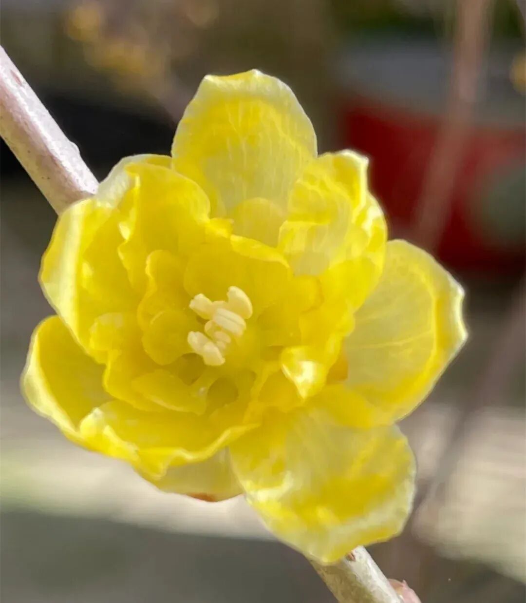Taking stock of 30 varieties of wintersweet, wintersweet is also crazy, green, purple, white... Have you seen so many colorful wintersweet blossoms?