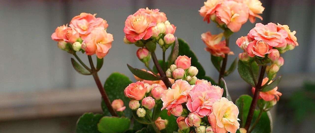 Variety Encyclopedia | The hottest longevity flower variety in 2022 is here! There are both single valve and double valve, this must be the feeling of dopamine...