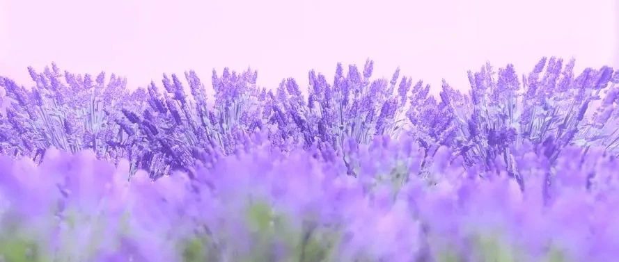 Plant World | 30 purple series flowers (plants), all of which are purple, romantic, elegant and fairy-like... Is this mistakenly entering the world of oil painting?