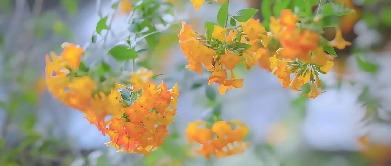 30 niche flowers, extremely unpopular, extremely beautiful and unique, but unfortunately 99% of people don't know their existence...