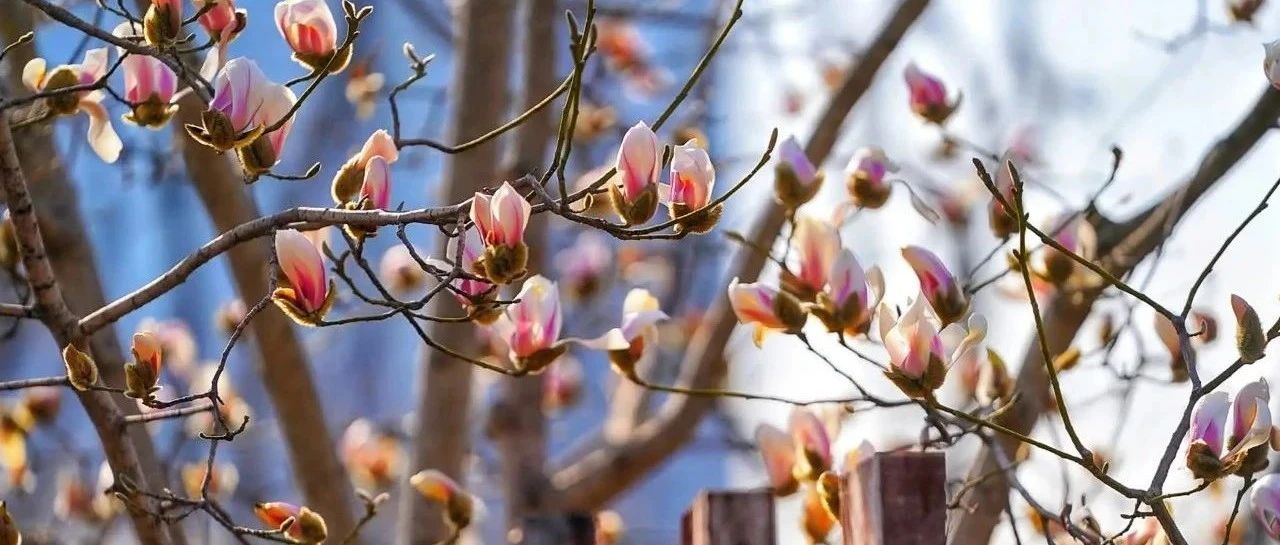 Take stock of 30 varieties of magnolia flowers. If you let go of your prejudice, you will find that magnolia flowers are far more than purple, pink and white...