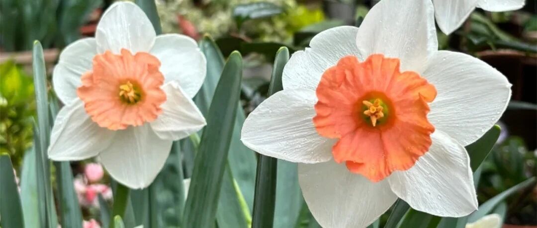 Take stock of 30 varieties of single-petal narcissus white, yellow, red, pink... high-definition beautiful pictures, beautiful!