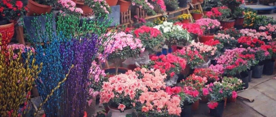 Practical sharing | 30 New Year's Eve flowers for appreciation, including flower viewers and fruit viewers...